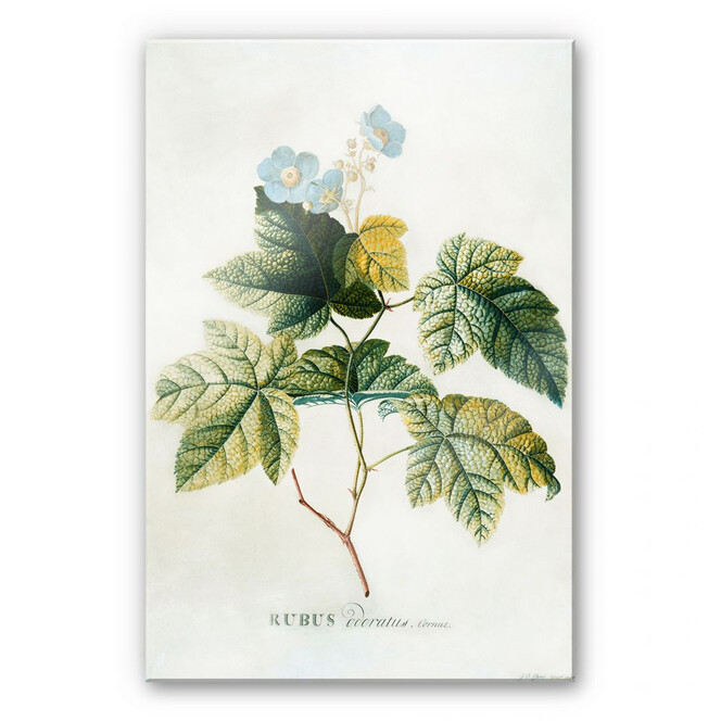 Acrylglasbild Ehret - Rubus
