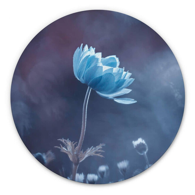 Alu-Dibond Bravin - Die blaue Blume - Rund