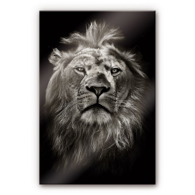 Acrylglasbild Lion