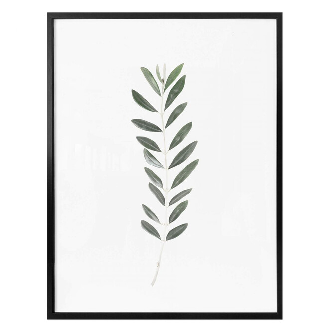 Poster Sisi & Seb - Zweig einer Olive