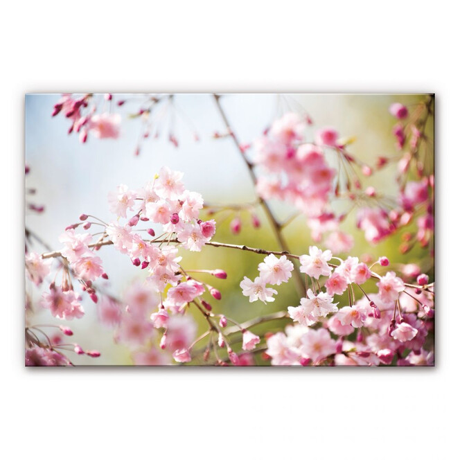 Acrylglasbild Cherry Blossoms
