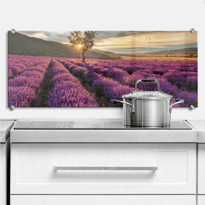 Spritzschutz Lavendelblüte in der Provence - Panorama