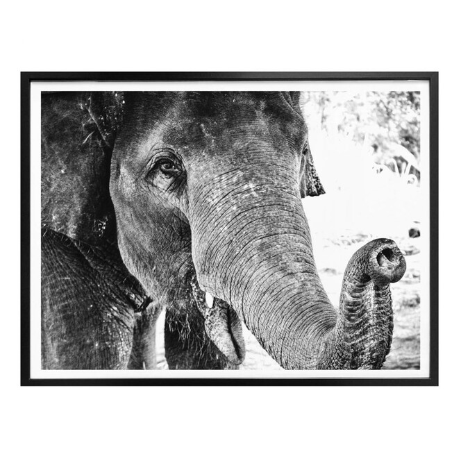 Poster Indian Elephant