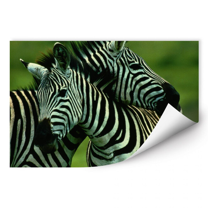 Wallprint NG Zebra Paar