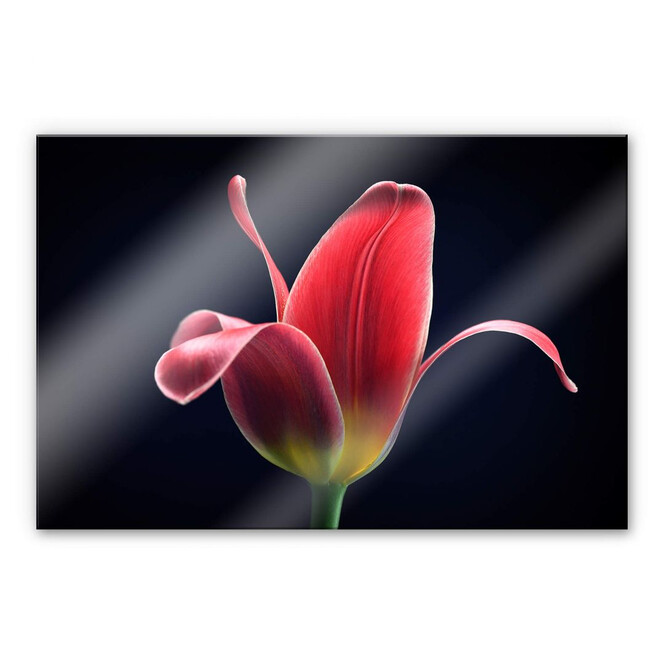 Acrylglasbild Grønkjær - First Tulip