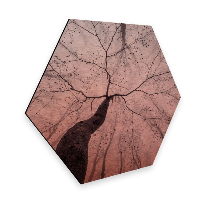 Hexagon - Alu-Dibond-Kupfereffekt Pavlasek - Ein Blick in die Baumkronen