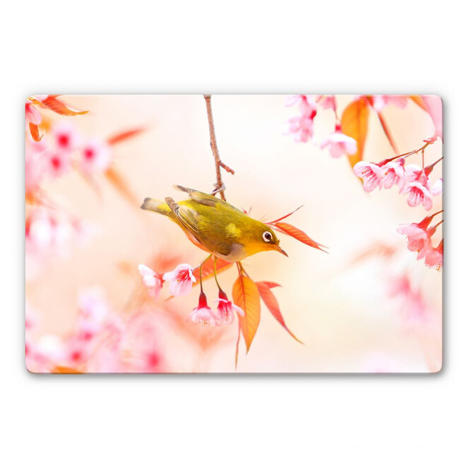 Glasbild Vogelgezwitscher in der Kirschblüte