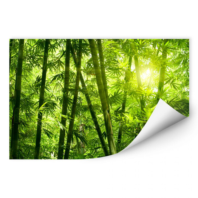 Wallprint Sonnenschein im Bambuswald