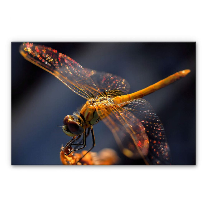 Acrylglasbild Dufour -Libelle auf Tuchfühlung