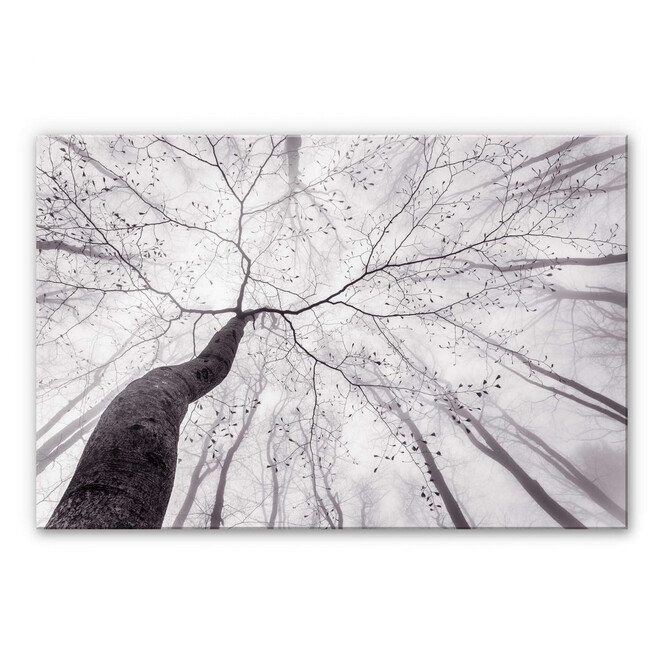 Acrylglasbild Pavlasek - Ein Blick in die Baumkronen