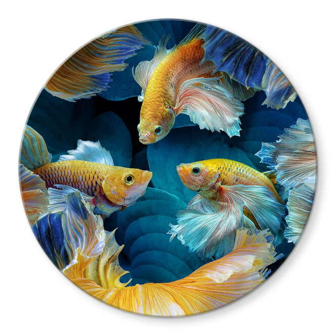 Glasbild Egger - Farbenfrohe Fische - Rund