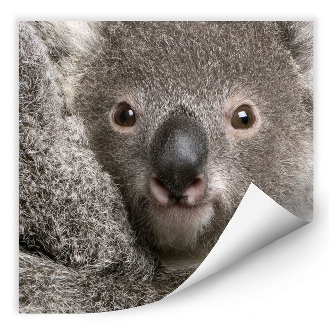 Wallprint Cuddly Koala