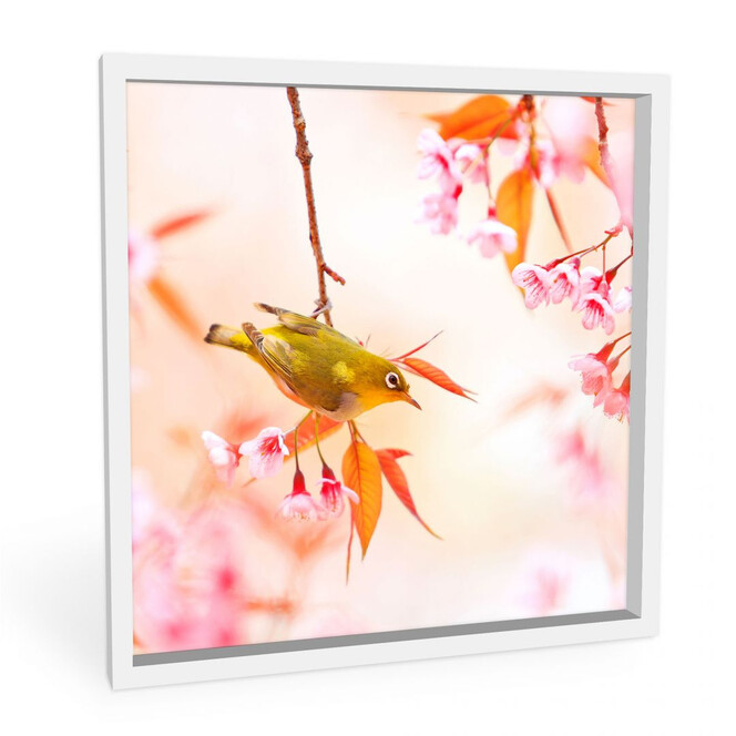 Wandbild Vogelgezwitscher in der Kirschblüte - quadratisch