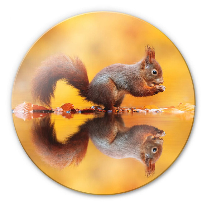 Glasbild van Duijn - Eichhörnchen mit Nuss - Rund