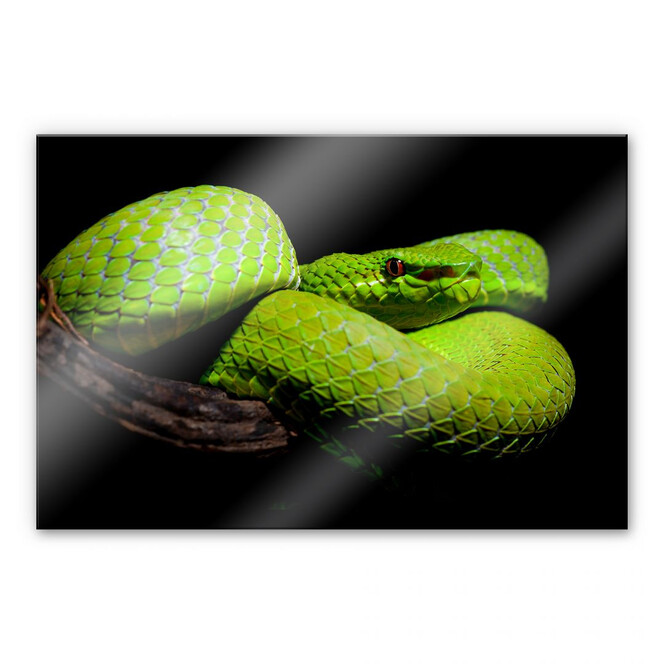 Acrylglasbild Hakonsen - Die grüne Pit-Viper