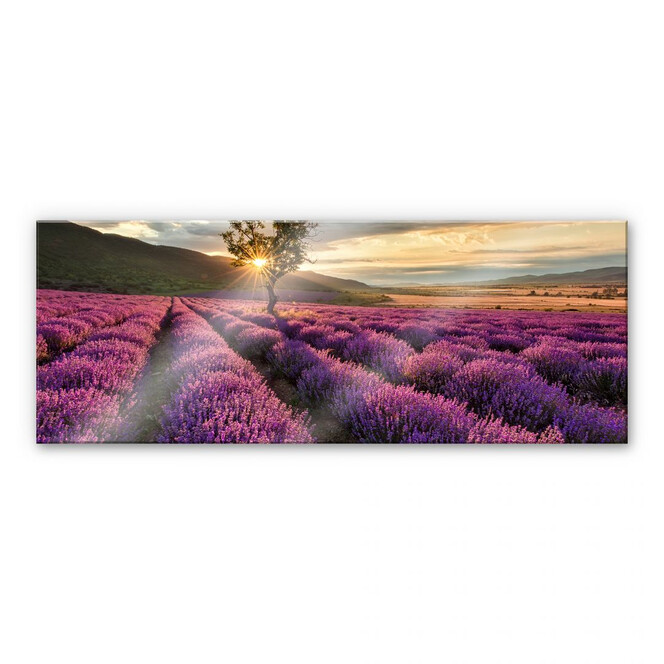 Acrylglasbild Lavendelblüte in der Provence - Panorama 01