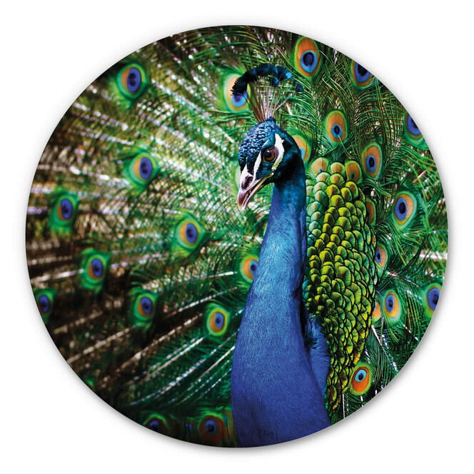 Alu-Dibond - Beautiful Peacock - Rund