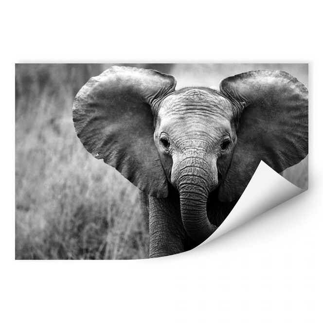 Wallprint Jumbo der kleine Elefant