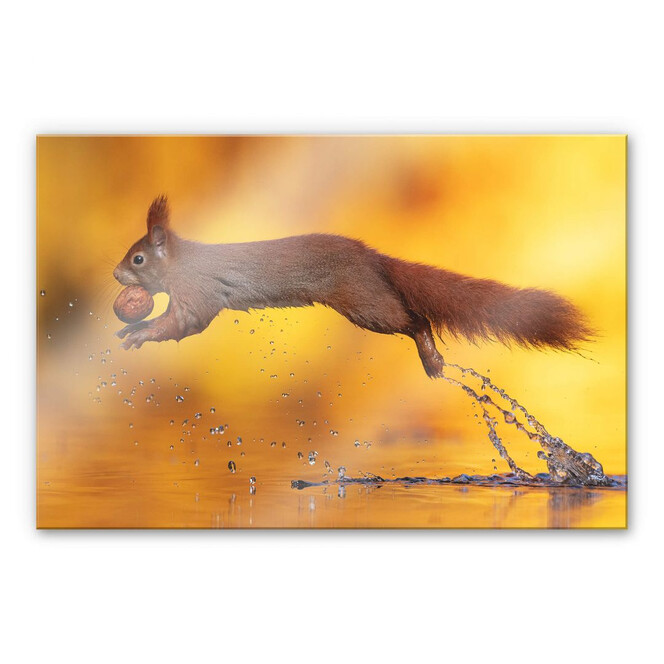 Acrylglasbild van Duijn - Eichhörnchen im Sprung