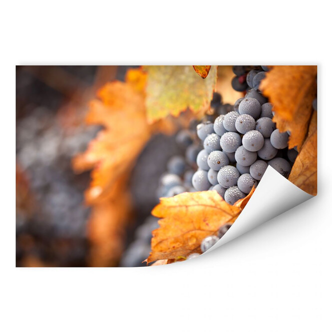 Wallprint Wein im Herbst