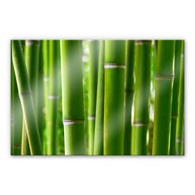 Acrylglasbild Bambuswald
