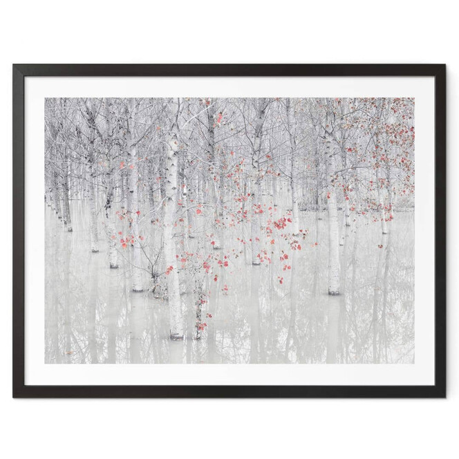 Poster Carozzi - Weisser Birkenwald mit roten Blättern