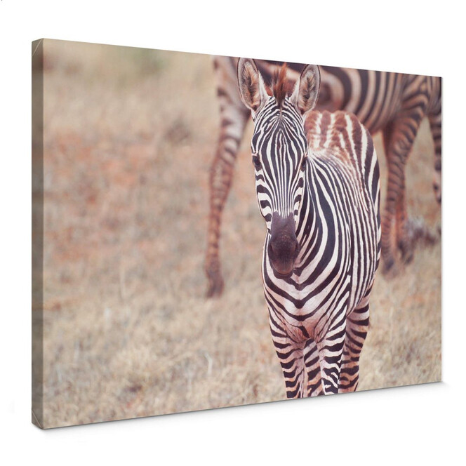 Leinwandbild Zebra Fohlen