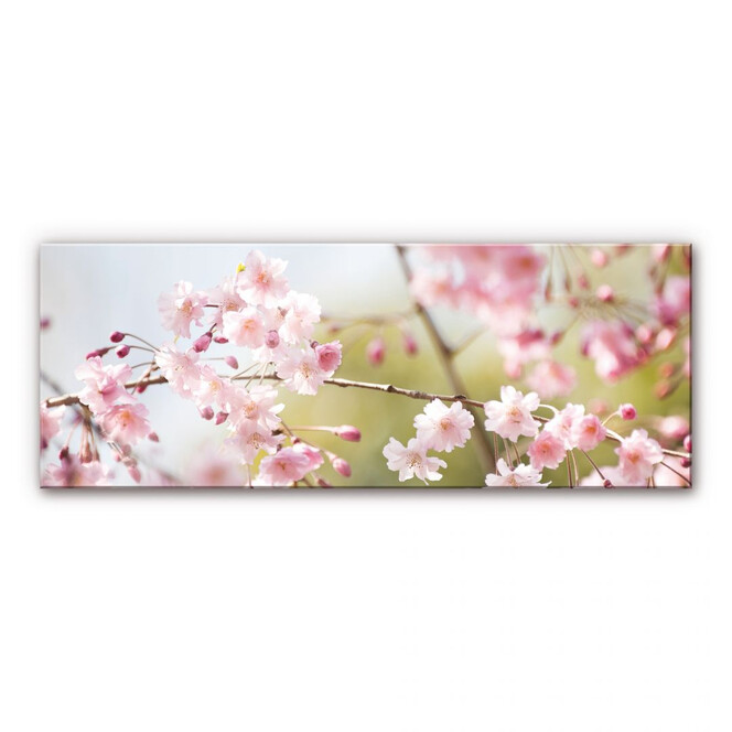 Acrylglasbild Cherry Blossoms - Panorama