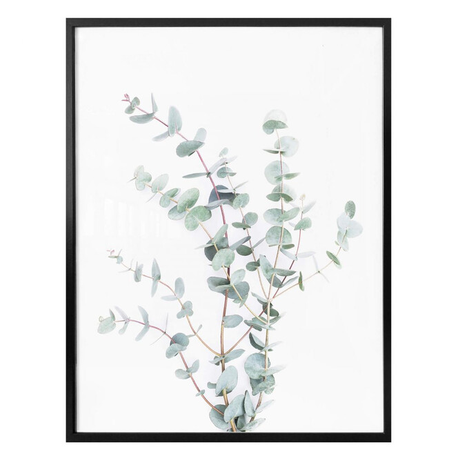 Poster Sisi & Seb - Eukalyptuszweig