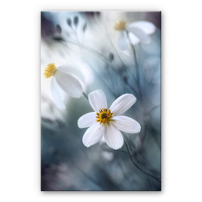 Acrylglasbild Disher - Die weisse Blüte