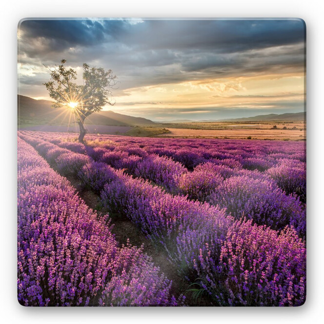 Glasbild Lavendelblüte in der Provence - quadratisch