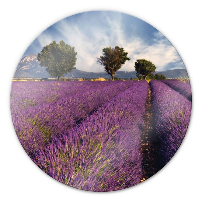 Glasbild Lavendelfeld - rund
