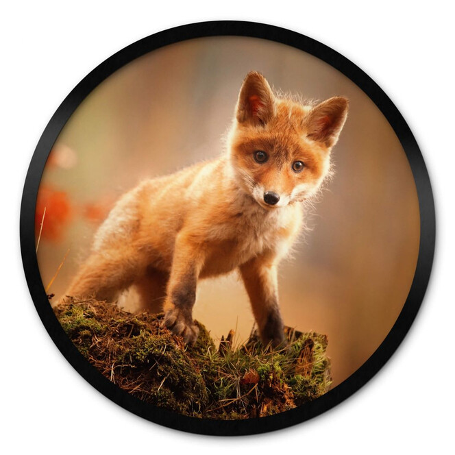 Poster Adamec - Junger Fuchs im Wald - Rund