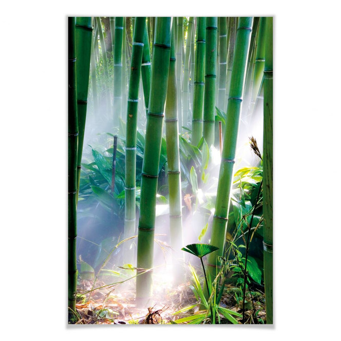 Poster Bamboo Forest