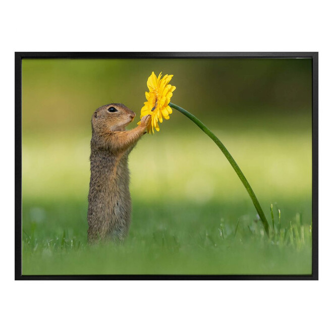 Poster van Duijn - Erdhörnchen hält Blume
