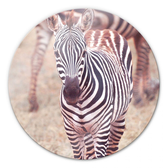 Glasbild Zebra Fohlen - rund