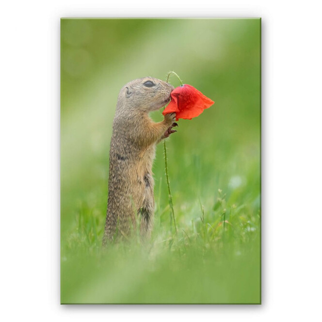 Acrylglasbild van Duijn - Erdhörnchen mit Mohnblume
