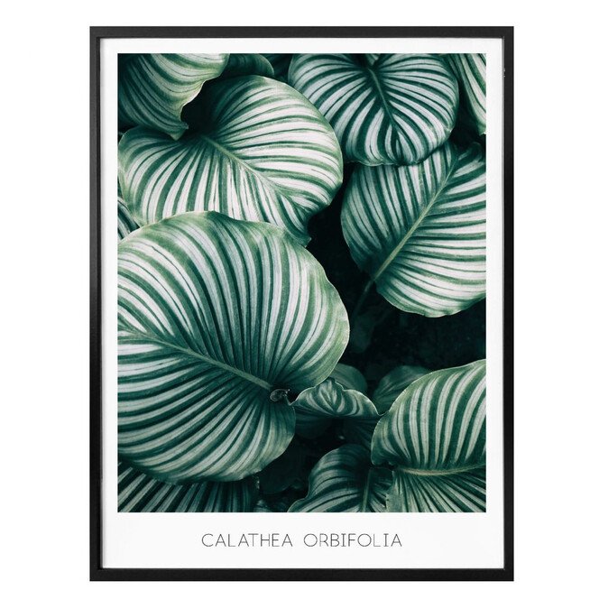 Poster Calathea Orbifolia