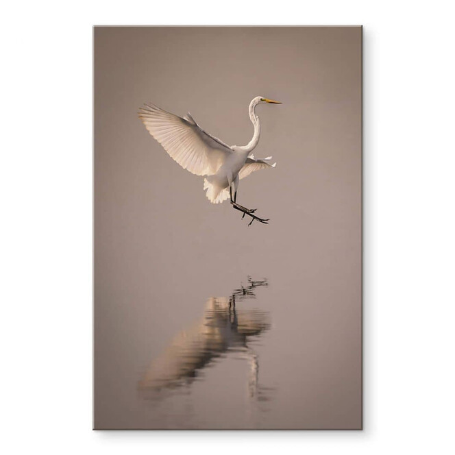 Acrylglasbild Lai - Vogel-Landung auf dem Wasser