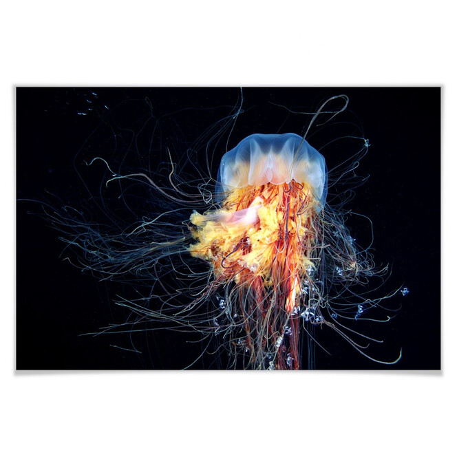 Poster Semenov - Amazing Jellyfish