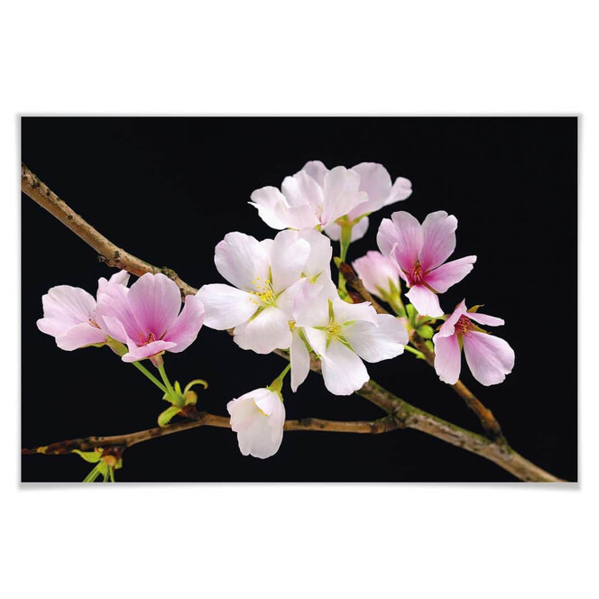 Giant Art® XXL-Poster Cherry Blossoms - 175x115cm - Bild 1