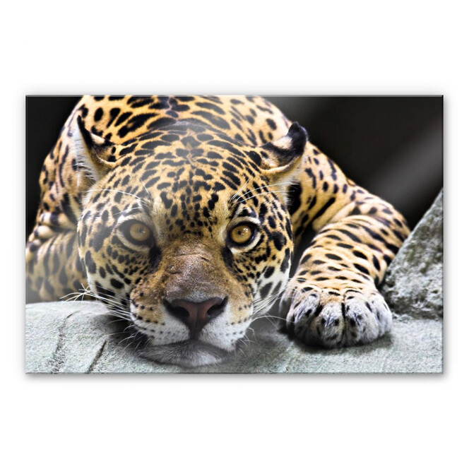 Acrylglasbild Jaguar