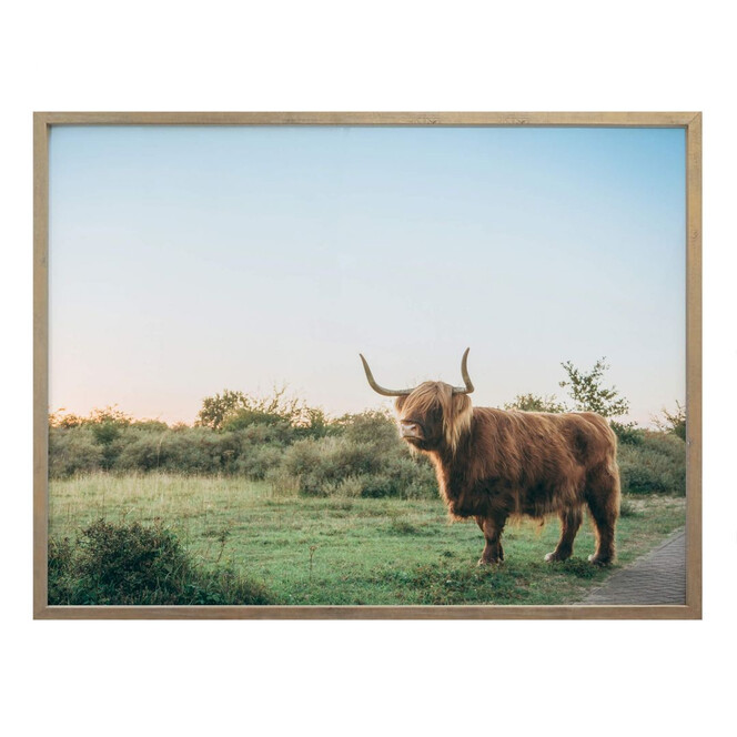Poster Highland Cow 01