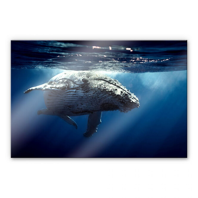 Acrylglasbild Buckelwal auf Tauchgang