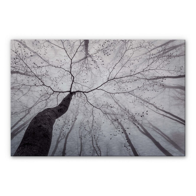 Alu-Dibond Bild mit Silbereffekt Pavlasek - Ein Blick in die Baumkronen