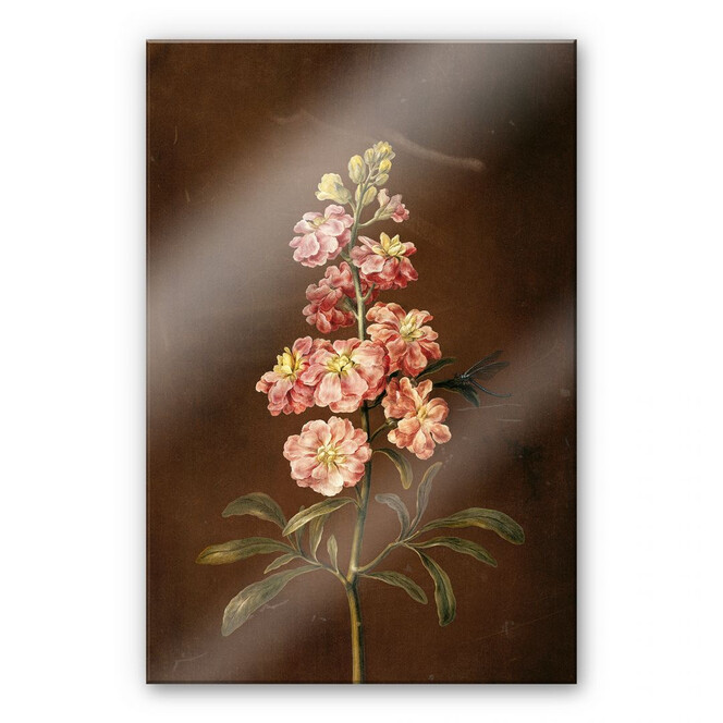 Acrylglasbild Dietzsch - Eine rosa Garten Levkkoje