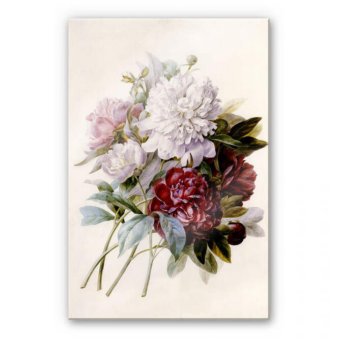 Acrylglasbild Redouté - Strauss von roten, lila und weissen Pfingstrosen