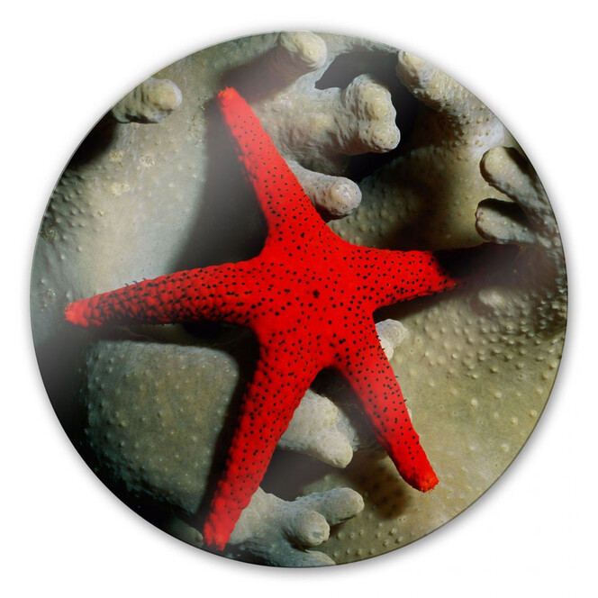 Glasbild Roter Seestern - rund