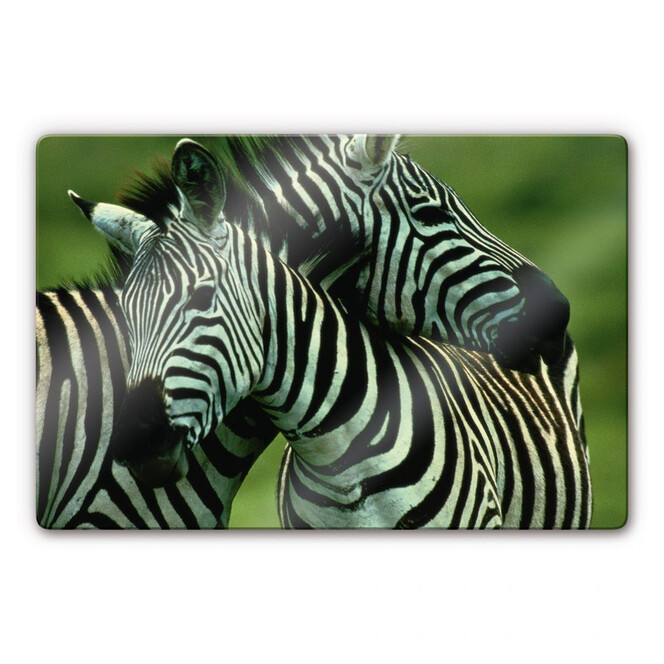 Glasbild Zebrapaar