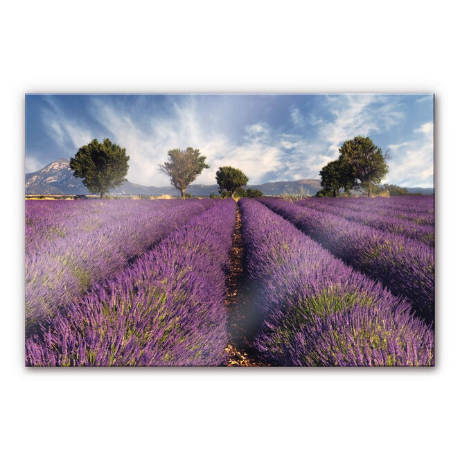 Acrylglasbild Lavendelfeld